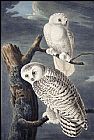 John James Audubon Famous Paintings - Snowy Owl